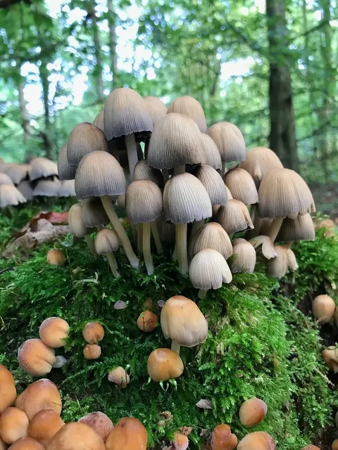 Środek do czyszczenia parkietu